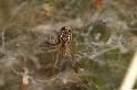 Cyrtophora_ZZXYX_D3545_Z_85_Mt Florence station_Australie